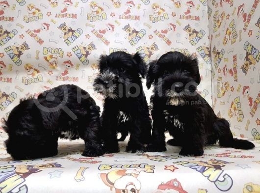 Mükemmel Kali̇tede Mi̇nyatür Schnauzer Yavrular görsel