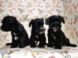 Mükemmel Kali̇tede Mi̇nyatür Schnauzer Yavrular