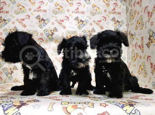 Mükemmel Kali̇tede Mi̇nyatür Schnauzer Yavrular görsel
