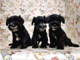 Mükemmel Kali̇tede Mi̇nyatür Schnauzer Yavrular