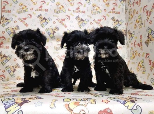 Mükemmel Kali̇tede Mi̇nyatür Schnauzer Yavrular görsel