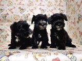 Mükemmel Kali̇tede Mi̇nyatür Schnauzer Yavrular