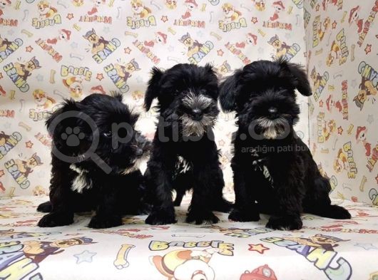 Mükemmel Kali̇tede Mi̇nyatür Schnauzer Yavrular görsel