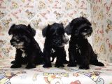 Mükemmel Kali̇tede Mi̇nyatür Schnauzer Yavrular