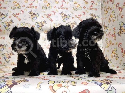 Mükemmel Kali̇tede Mi̇nyatür Schnauzer Yavrular
