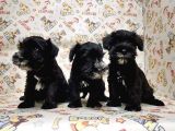 Mükemmel Kali̇tede Mi̇nyatür Schnauzer Yavrular
