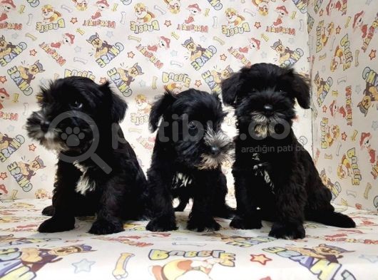 Mükemmel Kali̇tede Mi̇nyatür Schnauzer Yavrular görsel