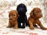 Mükemmel Kali̇tede Toy Poodle Yavru