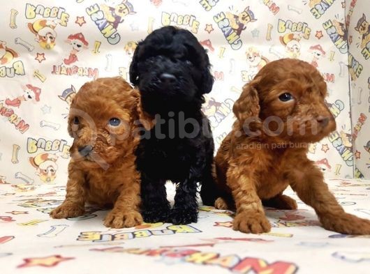 Mükemmel Kali̇tede Toy Poodle Yavru görsel