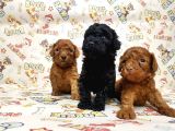 Mükemmel Kali̇tede Toy Poodle Yavru