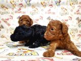 Mükemmel Kali̇tede Toy Poodle Yavru