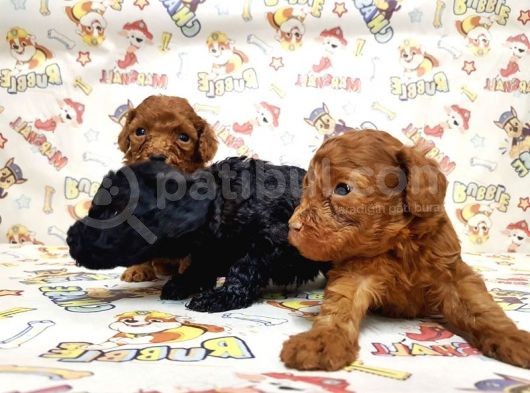 Mükemmel Kali̇tede Toy Poodle Yavru görsel