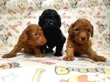 Mükemmel Kali̇tede Toy Poodle Yavru
