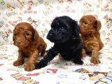 Mükemmel Kali̇tede Toy Poodle Yavru