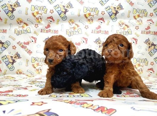 Mükemmel Kali̇tede Toy Poodle Yavru görsel