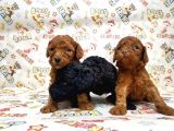Mükemmel Kali̇tede Toy Poodle Yavru