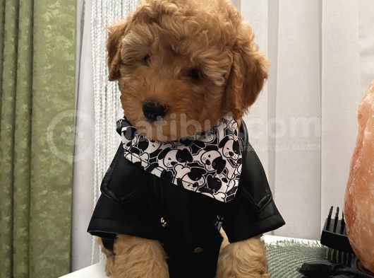 Model Model Toypoodle Bebekleeer görsel