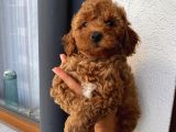 Karamelll Toypoodle’ın Bal Surat Bebekleri