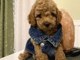 Model Model Toypoodle Bebekleeer