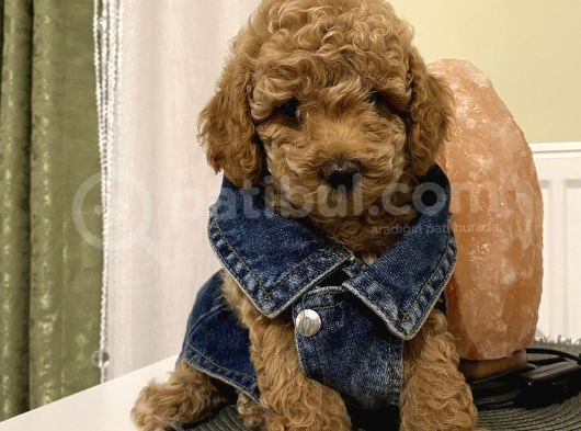 Model Model Toypoodle Bebekleeer görsel