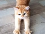 Bri̇ti̇sh Shorthair Golden Ny11 Ve Ny12