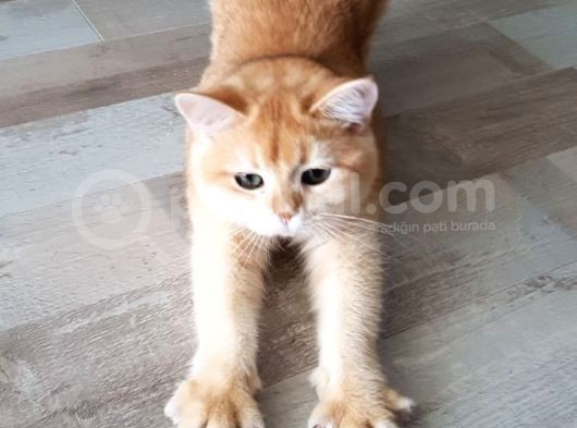 Bri̇ti̇sh Shorthair Golden Ny11 Ve Ny12 görsel