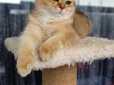 Bri̇ti̇sh Shorthair Golden Ny11 Ve Ny12