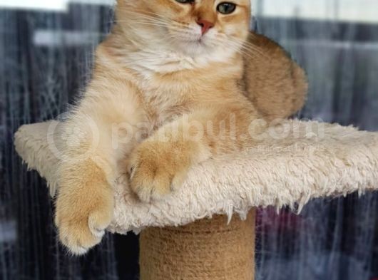 Bri̇ti̇sh Shorthair Golden Ny11 Ve Ny12 görsel