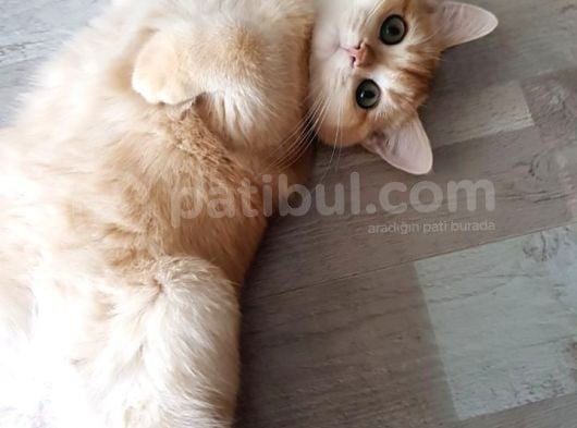Bri̇ti̇sh Shorthair Golden Ny11 Ve Ny12 görsel
