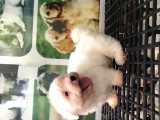 Maltese Terri̇er Yavrularimiz