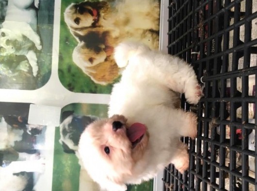Maltese Terri̇er Yavrularimiz