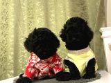 Pamuk Tüylü Birbirinden Sevimli Toypoodle Bebekler