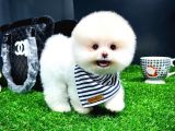 Irk Ve Sağlık Garantili Pomeranian Boo Yavrularımız