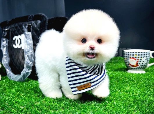 Irk Ve Sağlık Garantili Pomeranian Boo Yavrularımız görsel