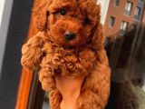 Karamelll Toypoodle’ın Bal Surat Bebekleri