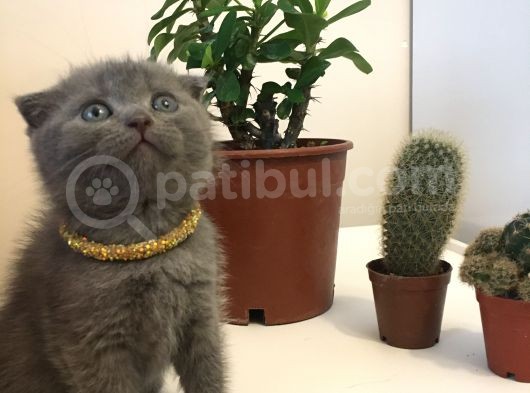 Oyuncu Ve Sağlikli Scotti̇sh Yavrular görsel