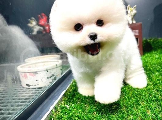 Irk Ve Sağlık Garantili Pomeranian Boo Yavrularımız