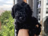 Karamelll Toypoodle’ın Bal Surat Bebekleri