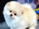 Ayı Surat Pomeranian Boo Yavrularımız