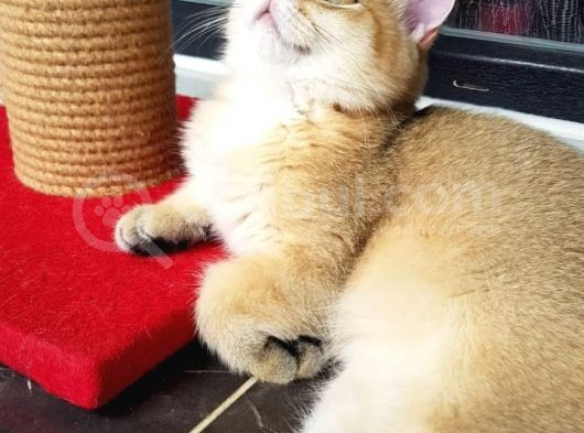 Bri̇ti̇sh Shorthair Golden Ny11 Ve Ny12 görsel