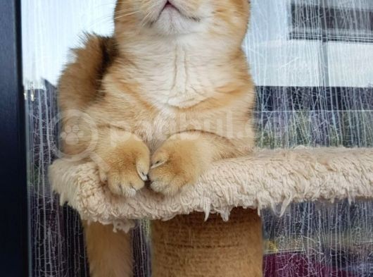 Bri̇ti̇sh Shorthair Golden Ny11 Ve Ny12 görsel