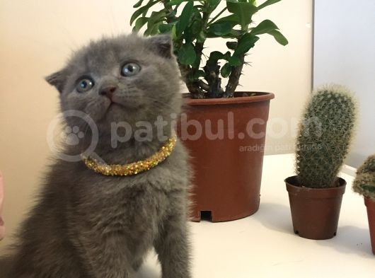 Oyuncu Ve Sağlikli Scotti̇sh Yavrular görsel