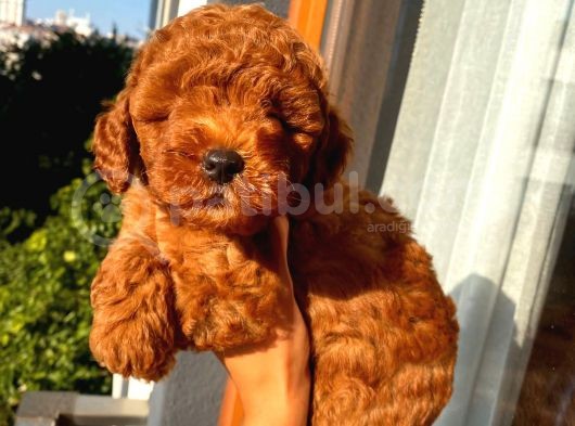 Sağlık Ve Irk Garantili Toypoodle Bebekler görsel
