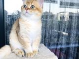 Bri̇ti̇sh Shorthair Golden Ny11 Ve Ny12