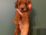Ev Ortaminda Poodle Bebekler