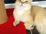 Bri̇ti̇sh Shorthair Golden Ny11 Ve Ny12
