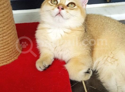 Bri̇ti̇sh Shorthair Golden Ny11 Ve Ny12 görsel