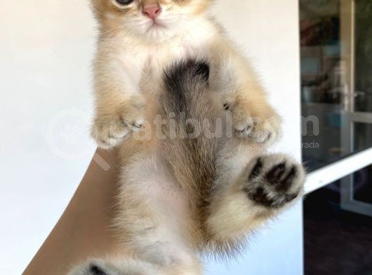 Golden Erkek Bebeklerim görsel