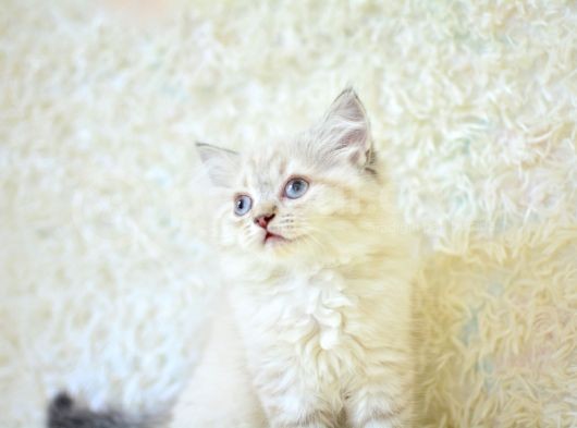 Show Güzelli̇kte Lynx Bri̇ti̇sh Longhai̇r