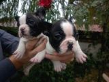 Fransiz Bulldog Yavrulari Mama Ve Malzeme Kampanyali